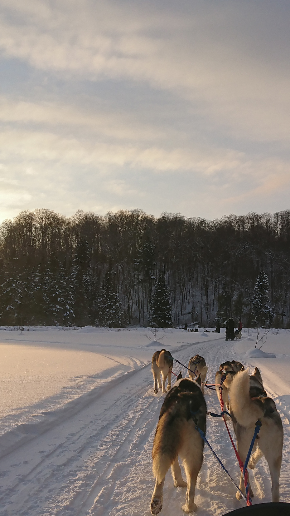 dog slading in north Ontario